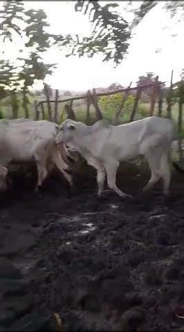 Promo O Garrotes Nelores Reais Cada Em Lagoa De Dentro