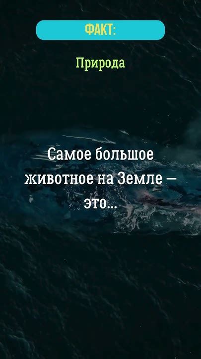 Самое большое животное на Земле - это...? #животное #природа #факты ...