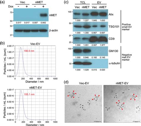 Characterization Of Evs Derived From Mhcc L Nmet Overexpressing Cells