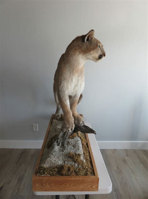 Mountain Lion life size taxidermy on terrain base. L-113LS – Mounts For ...