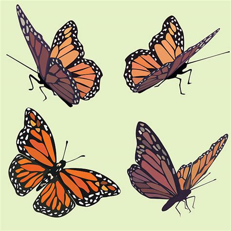 1 300 Monarch Butterfly Clipart Stock Illustrations Royalty Free