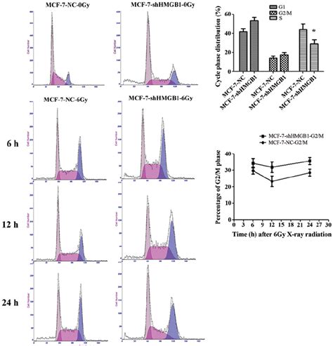 Effects Of Downregulating Hmgb1 On The Cell Cycle In Mcf 7 Cells The Download Scientific