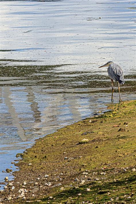 Garza Azul Gigante Que Camina En Tierras De La Marea Imagen De Archivo