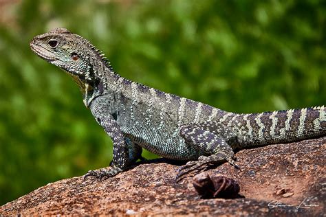 Lizards Of Australia 2 - Steve Lees Photography