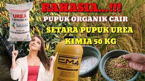 Cara Membuat Pupuk Urea Organik Cair YouTube