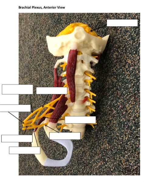 A P Lab Nervous System Brachial Plexus Anterior View Diagram Quizlet