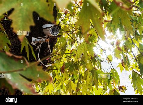 Security Surveillance Camera On The Tree In The Forest Stock Photo Alamy