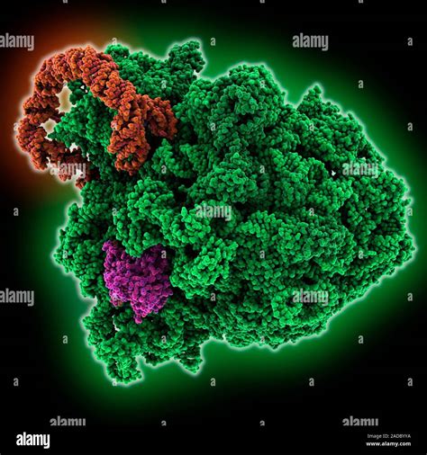 Ribosomal Rna Ribonucleic Acid Complex Computer Model Showing A