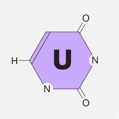 Uracil