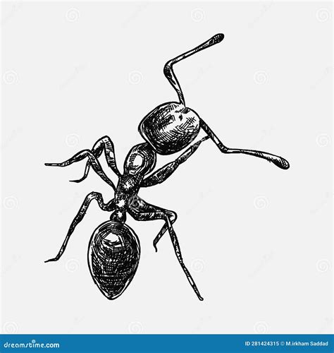 Hand Drawn Illustration of an Ant. Sketch, Realistic Drawing, Black and White Stock Vector ...