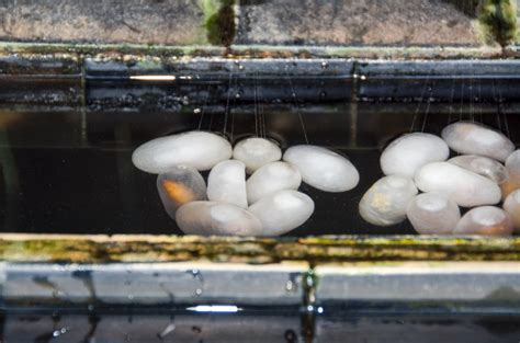 China Pictures-Silkworm Eggs at a Silk Factory, Shanghai China