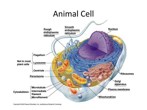 Intermediate Filaments In An Animal Cell