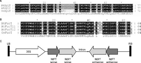 Mutiple Sequence Alignment And Diagram Of Rnai Constructs A