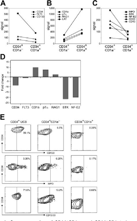 Human Thymus Contains Multipotent Progenitors With T B Lymphoid