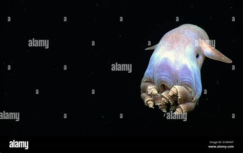 A Dumbo Octopus Uses His Ear Like Fins To Slowly Swim Away Captured By