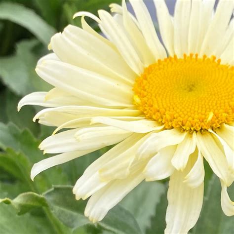 Leucanthemum Superbum Amazing Daisies Banana Cream Ii Shasta Daisy