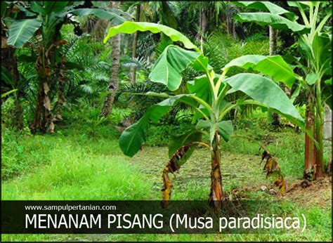 Cara Menanam Pisang Yang Efektik Cepat Tumbuh Dan Berbuah