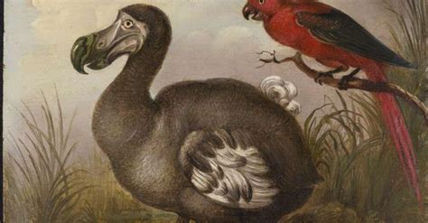 Complete List Of Extinct Birds, From Ducks to the Dodo