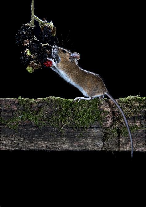 Wild Wood Mouse Wild Wood Mouse Feeding On Blackberry Grea Flickr