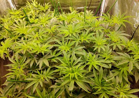 Topping Cannabis Plants When Why And How Complete Guide