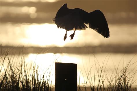 Free Images Nature Silhouette Bird Wing Sunset Morning Wildlife