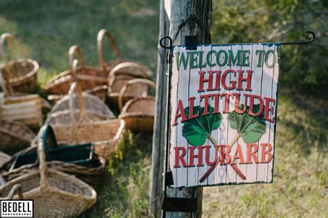 Harvest High Altitude Rhubarb Organic Farm Nursery