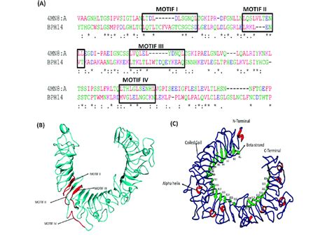 Structure Of Modelled Lrr Domain Bph14 A Pairwise Sequence Alignment