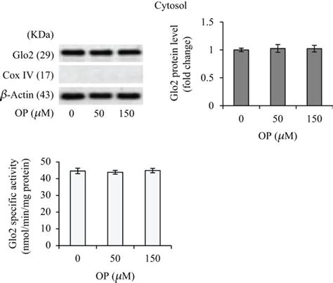 The Proapoptotic Effect Of Op Is Associated With Increased Expression