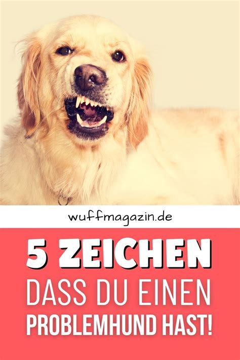 Pin Auf Hunde Wissenswertes Tipps