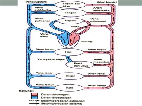 Sistem Peredaran Darah Manusia Beserta Penjelasannya Anto Tunggal
