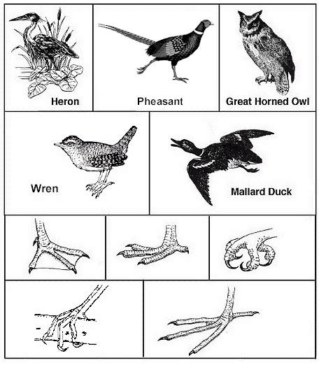 Bird Beak Worksheet