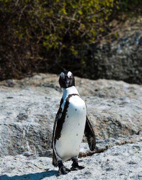 Premium Photo | African penguins at boulders beach