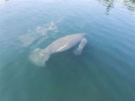 Rare Manatee Twins Born In Florida Waters