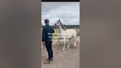 Viral Funny Clip Of Horse Pulling Man Shorts Youtube