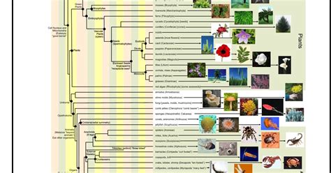 The Tree of Life: A Project in Phylogeny: Phylogenetic Tree