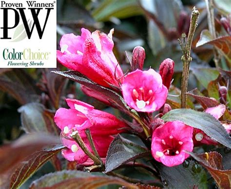 Wine And Roses® Weigela Outdoors Or Bonsai Hardy Proven Winners 4