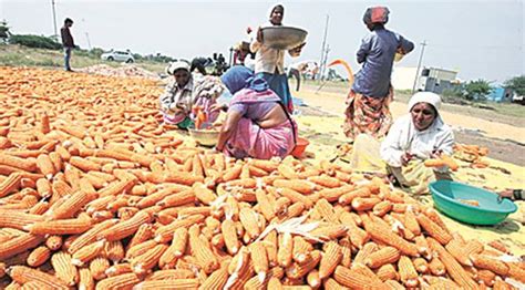 Haryana Farmers In Paddy Growing Districts Agree To Switch To Maize