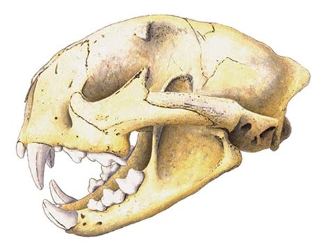 Omnivore Teeth Structure