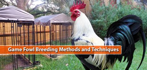 Gamefowl Breeding Methods Sabastn