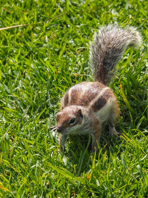 Squirrel, Gnawer, Atlantoxerus Getulus Stock Photo - Image of attentive, format: 53198650