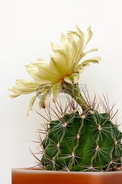 仙人掌花摄影仙人绿色花朵植物群肉质植物球属高清图片下载 正版图片320824539 摄图网