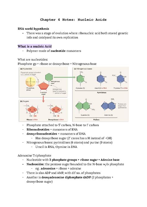 Chapter 4 Notes Nucleic Acids Chapter 4 Notes Nucleic Acids RNA