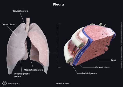 Pleura Media Library Anatomy App Learn Anatomy D Models