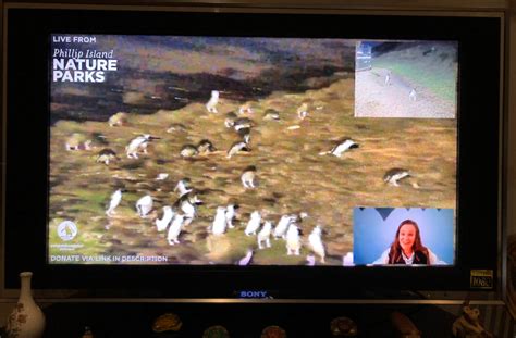 Livestream of Australia’s penguin parade brings smiles around the world · Global Voices