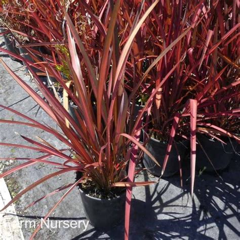 Phormium Tenax Rainbow Urban Tree Farm Nursery