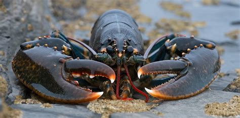 Offshore windfarms could offer new habitats for lobsters – new research