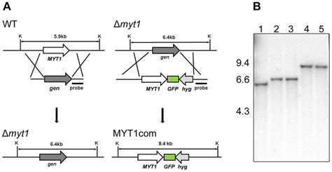 Targeted Deletion And Complementation Of Myt1 Wt G Zeae Wild Type