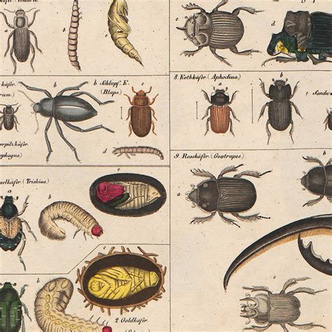 Meishe Art Vintage Poster Print Insects Collection Species