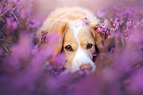 Puppies And Flowers Wallpapers (63+ images)