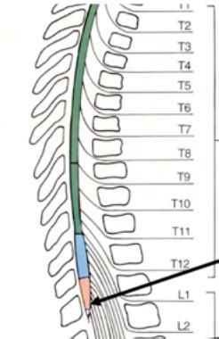 Cns The Spinal Cord Flashcards Quizlet